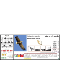 گونه عقاب دریایی دم سفید White tailed Eagle